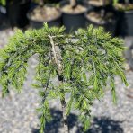 Céder Himalájsky (Cedrus deodara) ´FEELIN BLUE´® - výška 50-60 cm, ø 40-50 cm, kont. C7L (-23°C) - NA KMIENKU